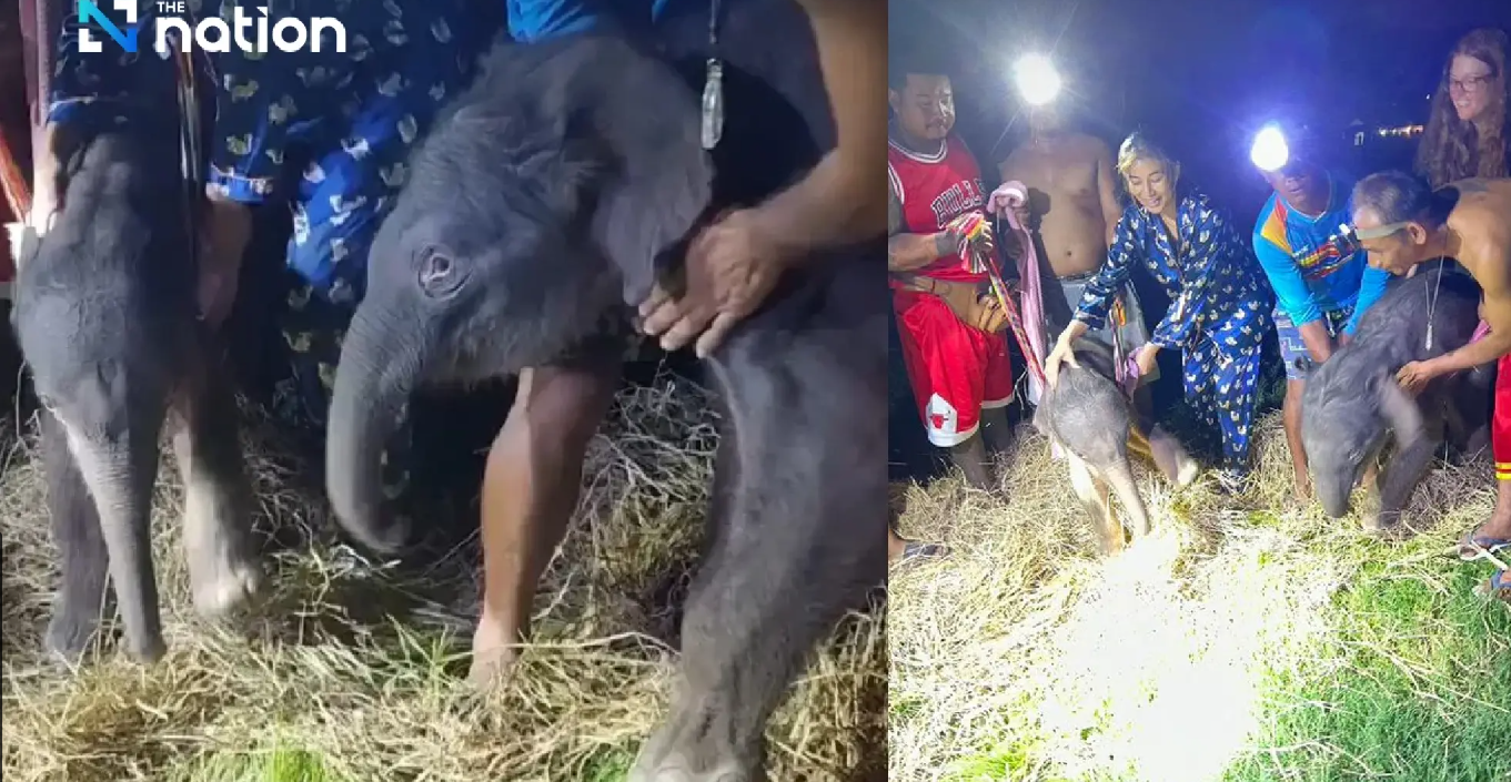 Langka di Dunia, Dua Bayi Gajah Thailand Lahir Kembar Jantan dan Betina